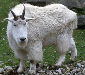 hillgoat.jpg