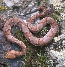 snake.jpg