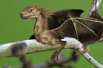mutated lizard.jpg