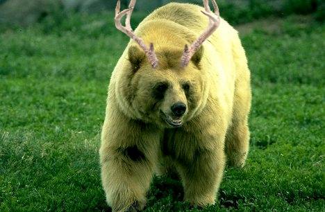 bear.jpg