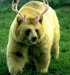 bear.jpg