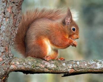 squirrel.jpeg