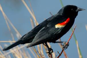 red-winged-blackbird.jpeg