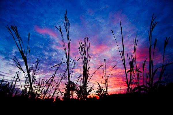 tarbour_grassland_sunrise.jpg
