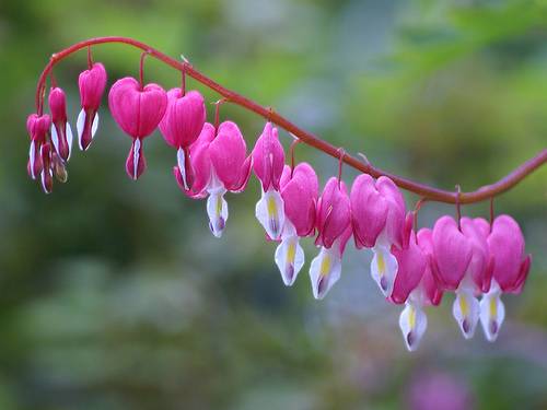 bleeding-hearts.jpg