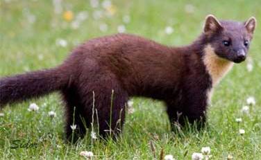 marten.jpg
