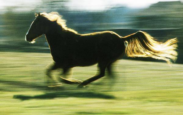 running-horse-backlit-steve-somerville.jpg