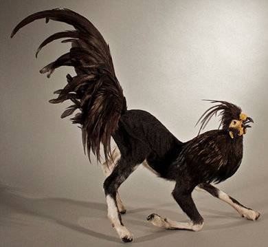 animal.jpg