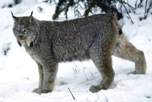 lynx.jpg