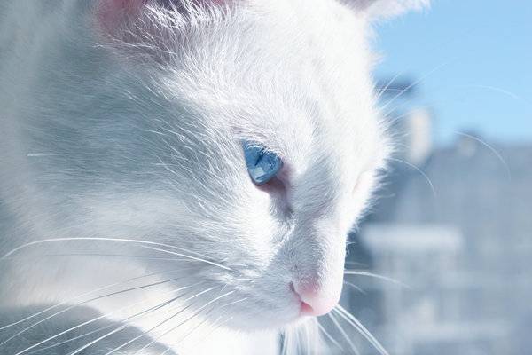 white_cat_by_sventine-d2niyd7.jpg