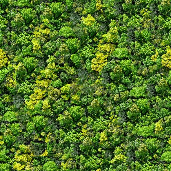 forestbackground.jpg