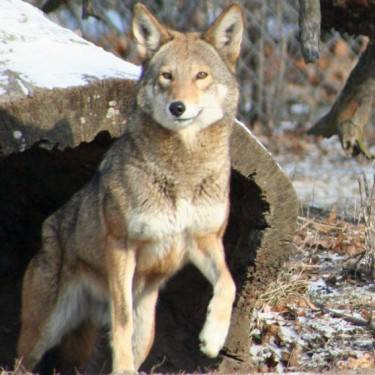 red_wolf_science_museum.jpg