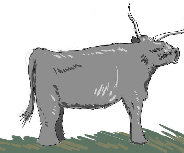 wooly!.jpg