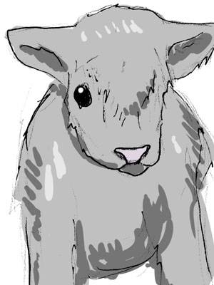 baby woolly.jpg