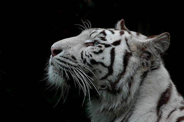 white tiger2.jpg