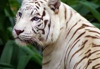 white tiger3.jpg