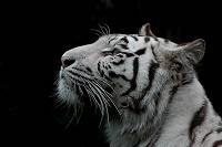 white tiger2.jpg