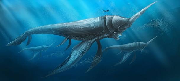 Narwhal!.jpg