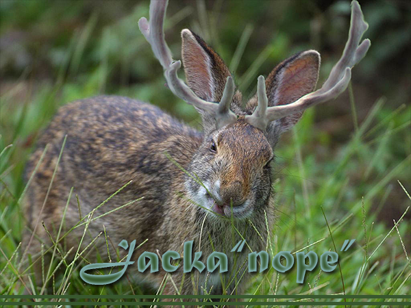 Jackalope Intervention.png