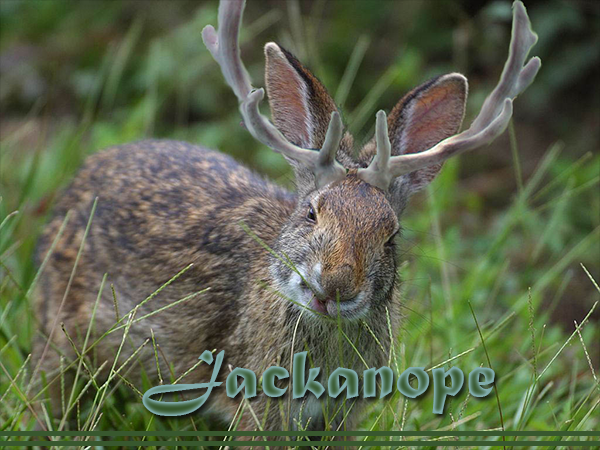 Jackalope Intervention2.png