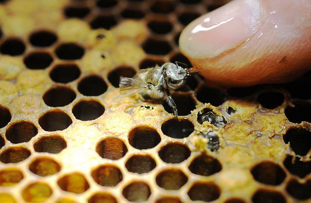 beekeeping.jpg