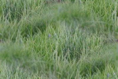grass_short_400.jpg