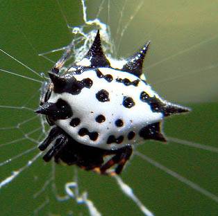 cutespider.jpg