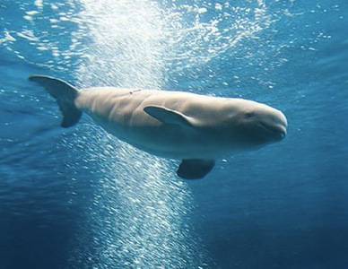 whale.jpg