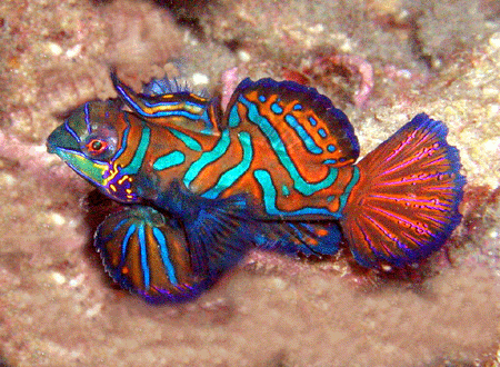 mandarinfish.gif