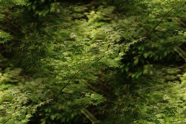 leaves_green_640.jpg