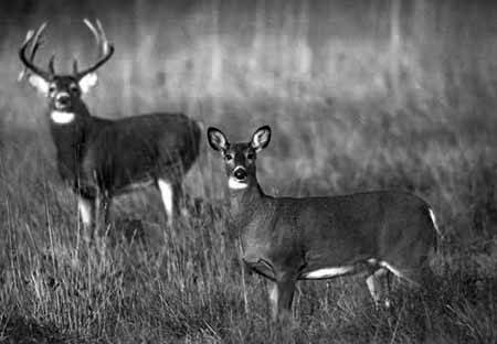 CO_Mammals_white_tailed_deer.jpg
