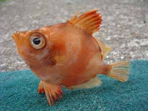 Boar-Fish.jpg