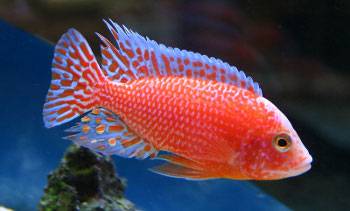 aulo_firefish.jpg