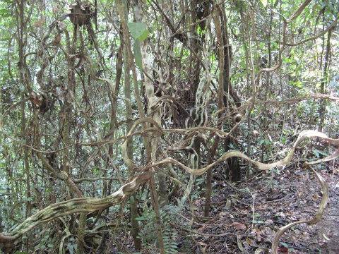 Forest of Thorns.jpg
