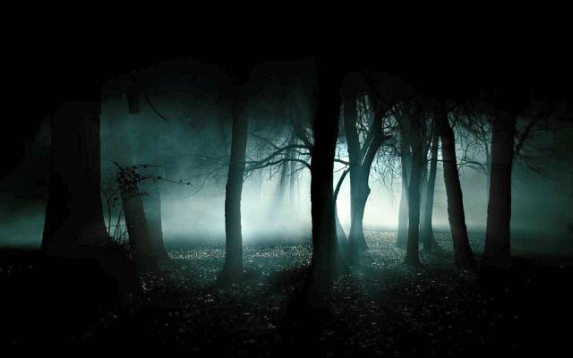 forest-dark-fog-dark-forest-wallpaper.jpg