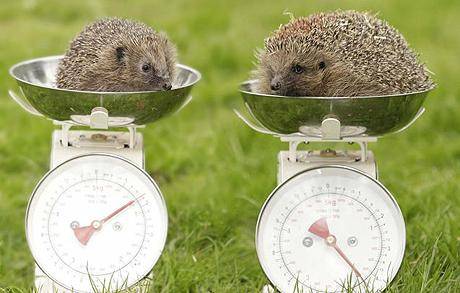 hedgehog_1391156c.jpg