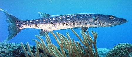 Barracuda.jpg
