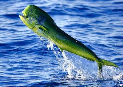 species-mahi.jpg