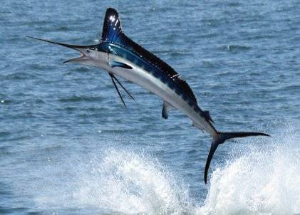 marlin.jpg