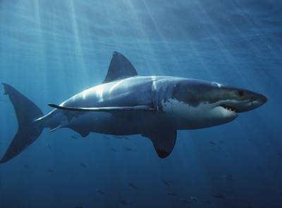 greatwhite.jpg