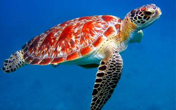 seaturtle.jpg