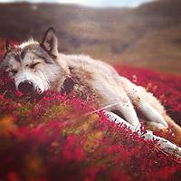 sleepingwolf.jpg