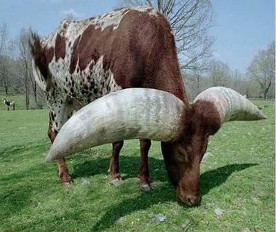 bullwithgianthorn.jpg
