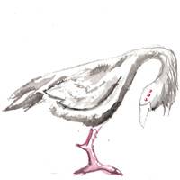 kalinor chicken.jpg