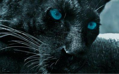 BeFunky_black-panther-eyes-1280x800.jpg