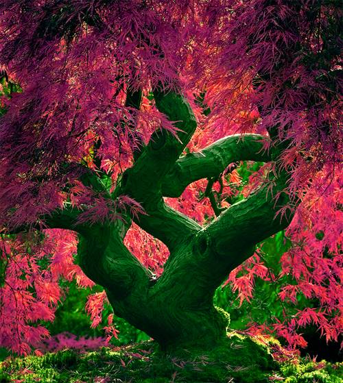 vian-tree.jpg