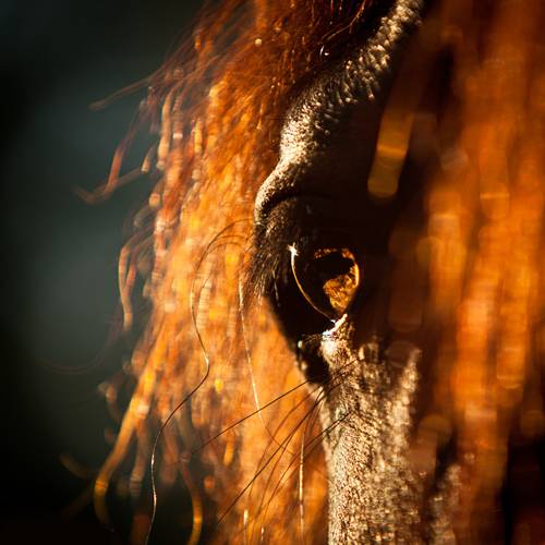 horse.jpg
