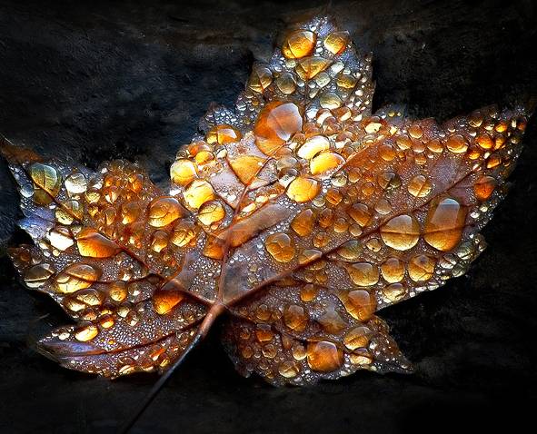 goldleaf.jpg