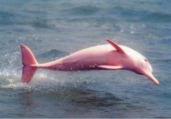 BeFunky_Pink_Dolphin_by_Dragonstar007.jpg