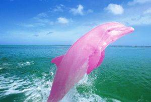 BeFunky_pink_dolphin_4b06721e6dde0.jpg